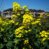 神奈川県も菜の花が咲いています