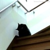 猫トイレのロック