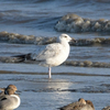 出水へ鳥を見に行ったよ（２０２１　０２２０）その８。