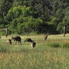 メルボルン近郊で野生のカンガルーを見に行こう！Cardinia Reservoir Park 訪問レポート