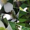 「蕺草、咲きました」　MY　GARDEN　2014.07.16