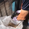 雨戸にムクドリが巣を作る