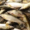 　肴の川魚料理【鮎料理の珍味完成！】