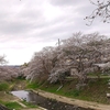 井手町・玉川堤桜のトンネル