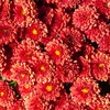 花の写真　~古河菊まつり~
