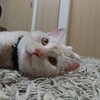 【猫】新しい家族がやってきた話し