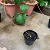 いちごの苗作り