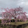 春の馬見丘陵公園🌸