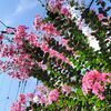 百日紅に気づかず立秋を迎えてしまった