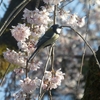 桜と小鳥🌸日記