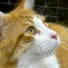 アレクセイ・ティモシュキン🍀猫があなたを愛しているのか、単に我慢しているだけなのかを理解するための本物の愛情の兆候