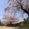 桜の木の下で