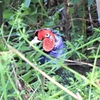 鳥撮散歩　雉も鳴かずば撮られまい＠馬入ふれあい公園