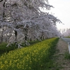 圧巻の桜・菜の花ロードが満開