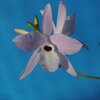 Laelia rubescens