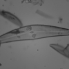 顕微鏡の鏡筒の中身が光って迷光し、コントラストが悪くなるらしい。植毛紙を貼ろうか？