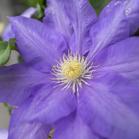7月の誕生花 旅カメラ