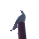 ゆるふね、ゆるうま。