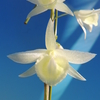 Dendrobium aphyllum fma. album &#039;Onoda&#039;