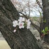 【見聞録】桜の城と桃源郷〜前編：甲府城〜