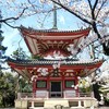 【京都】【御朱印】『知恩院』に行ってきました。 京都桜 京都観光 京都旅行 女子旅