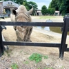 『東武動物公園 × ハイキュー!!』まさかのコラボ開催前だったけどパネルのみだけでも拝めたのは奇跡✨