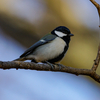 カワセミの後はぷらり野鳥