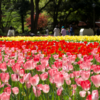 横浜公園のチューリップ！