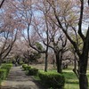 2022.4.10　磯部桜川公園