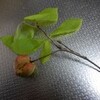 ナラメリンゴタマバチの、虫こぶらしい