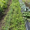 6月26日　ネギ畝整備、里芋と生姜の植え付け