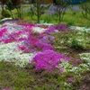 我が家の庭園　芝桜　今年も満開になりました　茨城県猿島郡境町　令和4年（2022）4月16日　撮影：建築写真・竣工写真の齋藤写真事務所