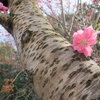 幹に直咲きの桃の花