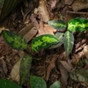 Aglaonema pictum"ちゃんぷーる"BNN from Sibolga timur【AZ0322-3a】