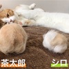 FURminatorショートヘアの威力すごい