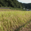 久しぶりの散歩、今日も暑くなる。