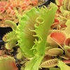 Dionaea muscipula Oogami (大狼)