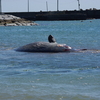 興津海岸にクジラの死骸