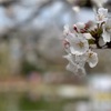 大宮公園でお花見しました