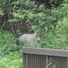 胎内にてーー（新潟県野鳥保護の集い）