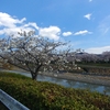 一万円と桜の花びら