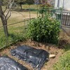 えんどう豆　3月