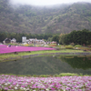 雨芝桜world ～後編～ ※7周年