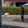 地元住宅街のねこさん