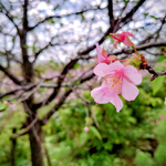ランニング習慣と秋の訪れ