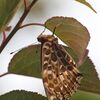 ２泊確認　（ヒョウモン）