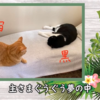 宙と黒が素敵な企画に参加！