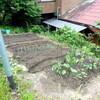 葱、大根、辛み大根、春菊、青梗菜、小松菜、人参、小蕪植え込みからネット
