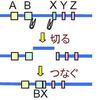 獣医学生とおべんきょ♡③　～～T細胞の遺伝子再編成という驚異的な仕組み～～