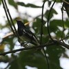シキチョウ(Oriental Magpie-Robin)